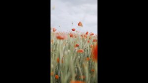 Сура аль-Имран