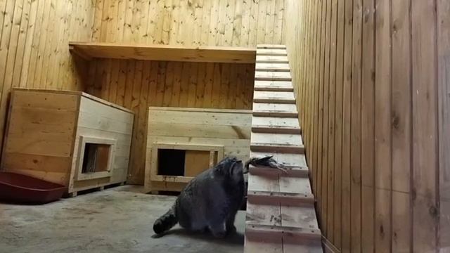 Сегодня еда уже не самое главное в жизни! Манул Тимофей в период «разжировки» ?