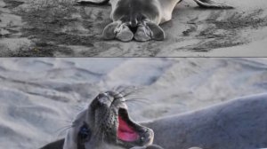 Cool facts about Elephant Seals (filmed near San Simeon, California) Mirunga