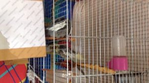 КУПАНИЕ попугаев в клетке из ПУЛЬВЕРИЗАТОРА. РАЗВЕДЕНИЕ КОРЕЛЛЫ 2-й сезон