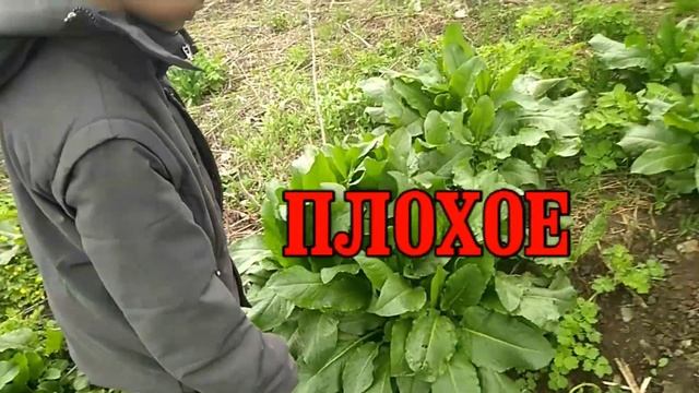 СЪЕЛ САМОЕ ГОРЬКОЕ РАСТЕНИЕ!!! МЕНЯ ТОШНИЛО ПОЛ ДНЯ!!! ТЕПЕРЬ ПЕЧЁТ РОТ!!! смотреть онлайн