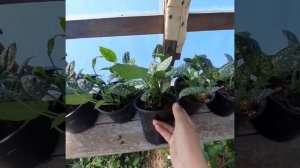 рассада Медуницы