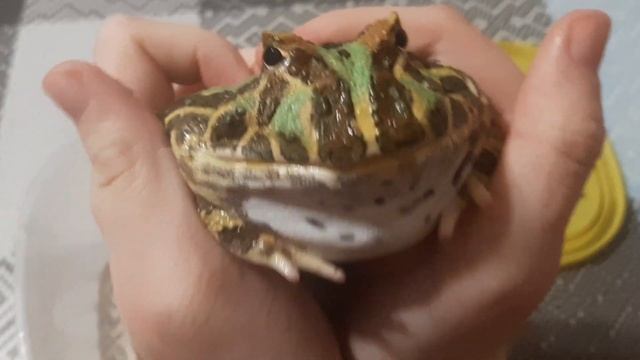 Мучаем дугообразную жабу за то, что он не хочет кушать смотреть онлайн