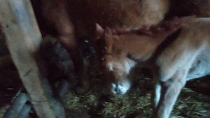 Лошади спасение ЖЕРЕБЕНКА