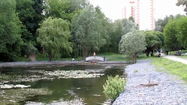 Красные утки-огарь