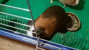 Svinki Family Blog:Как приручить морскую свинку к рукам?/знакомство/общение