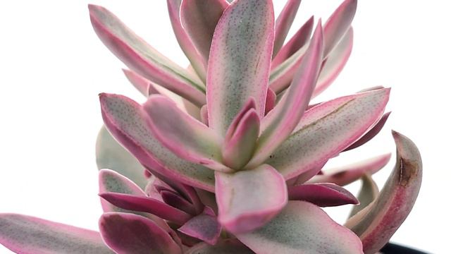 Crassula rubricaulis 'Candy Cane' смотреть онлайн