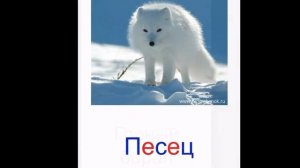 Карточки Домана "Дикие животные"
