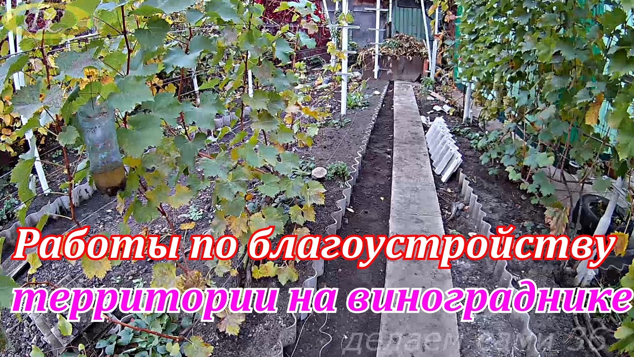 Благоустройство территории на винограднике.Виноградник осенью.