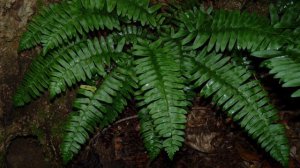 Christmas Ferns - Polystichum Acrostichoides