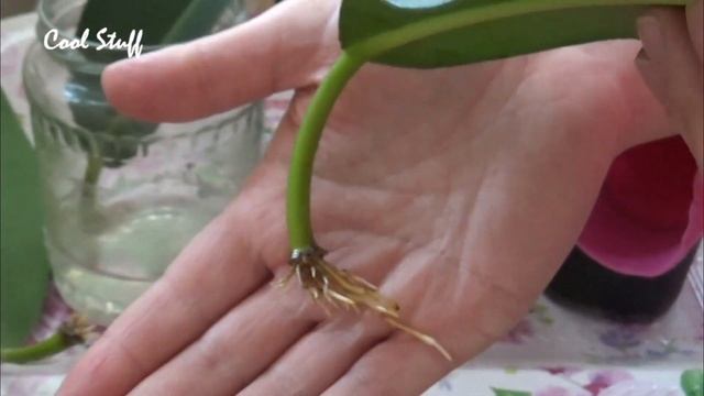 How to propagate Ficus Elastica (Rubber Tree) from leaf смотреть онлайн