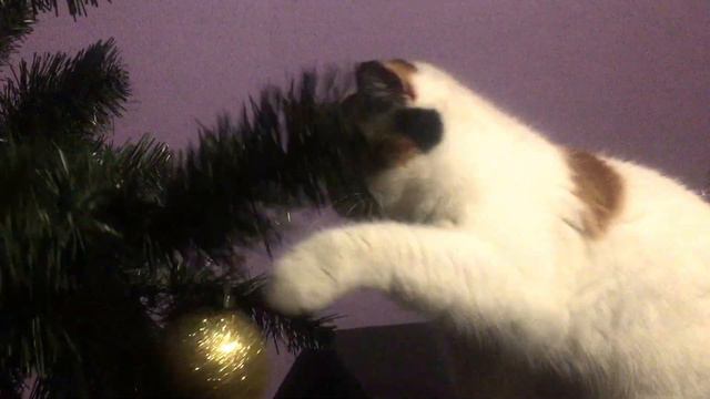 Кошка экзотическая и новый год смотреть онлайн