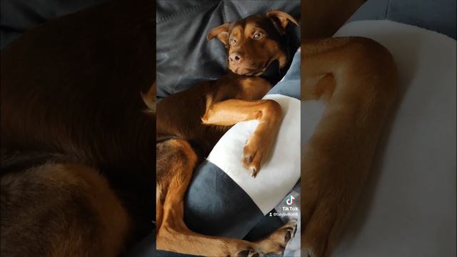 обнимашки Маркусье🐕