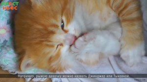 Как назвать котёнка?