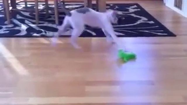 Luna och fjädrarna смотреть онлайн