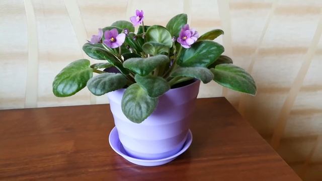 Фиалка сиреневая смотреть онлайн