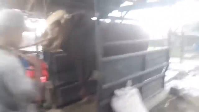ДАХШАТ БУКАЛАР БИТТАСИ 1 тонна 166 кг чикди