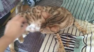 Как распознать признаки беременности у кошки!