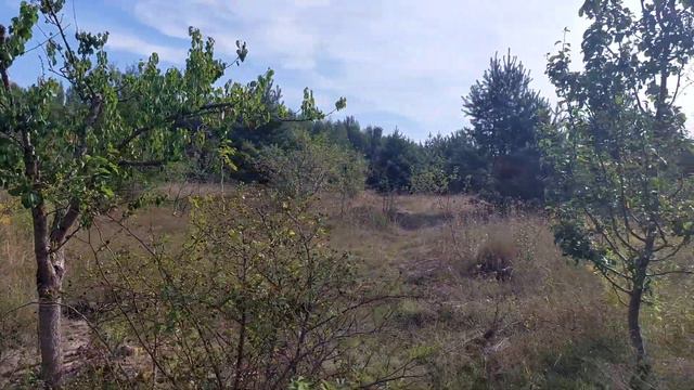 Осенний слёт пчёл. Что это. Как с этим бороться. смотреть онлайн