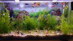 Рабочий аквариум после перезапуска из-за поражения нитчаткой.