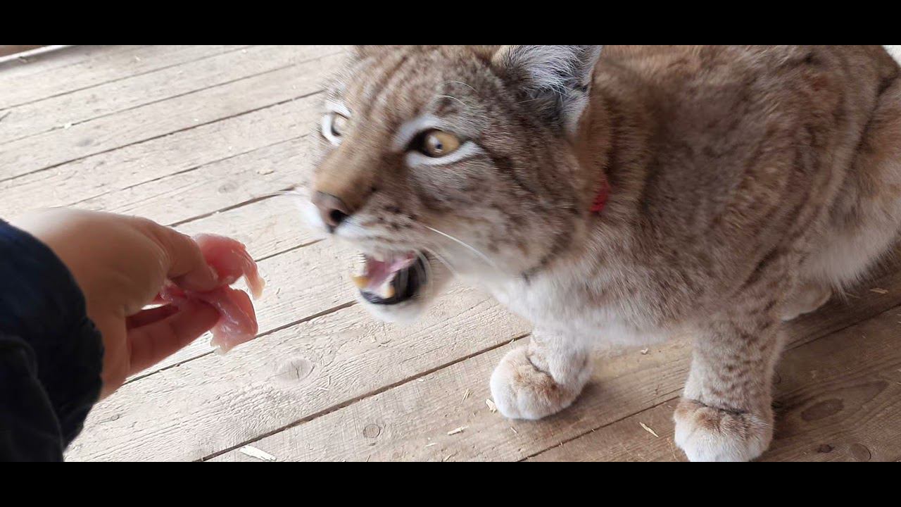 Голодная рысь/ домашняя рысь Василиса трапезничает смотреть онлайн