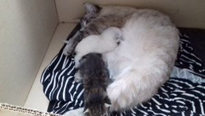 Кошка родила котят//уход за котятами //мир животных
