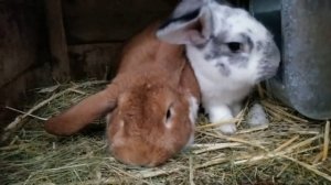 УДОБНЫЕ И ФУНКЦИОНАЛЬНЫЕ НАСЕСТЫ ДЛЯ КУР, своими руками