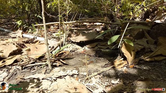Jebakan Burung Perkutut Dari Ranting Kayu Di Tanah смотреть онлайн