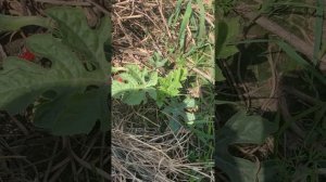 Выращивание Арбузов в средней полосе России привитые на кабачок