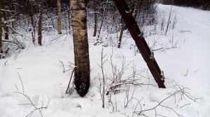 Как свалить дерево  в нужную сторону. Основной нюанс лесоповал.