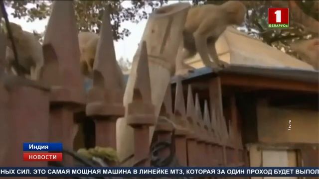 Центр Дели оккупировали обезьяны смотреть онлайн