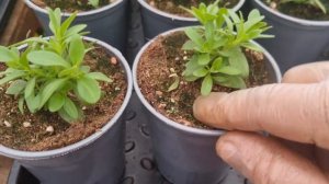 Калибрахоа покорилась мне,покорится и вам.100% калибрахоа Любит такое выращивание❗️