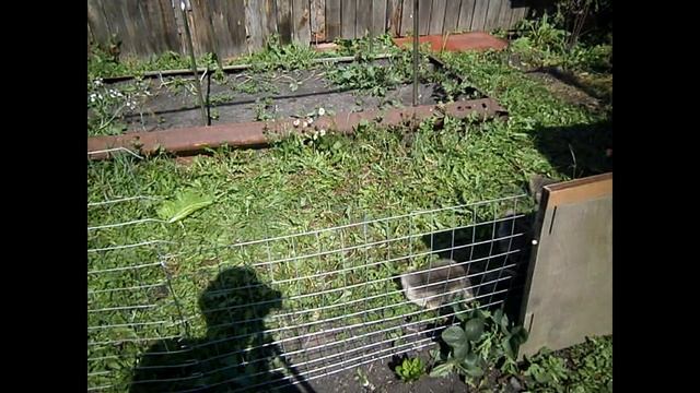 Гусям 18 дней. Крупная серая порода смотреть онлайн