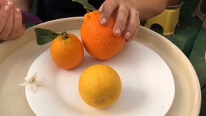 C. sinensis "Tarocco Gallo nucellare" "Tarocco" foliis variegatis tardivo"C. sinensis "Sanguinelli"