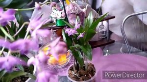 Дендробиум ?Берри Ода?уход в домашних условиях ??