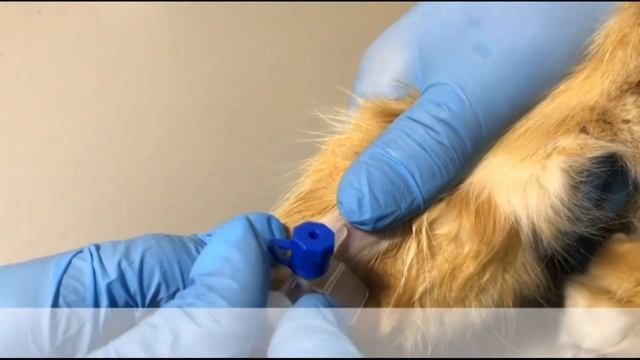 Как поставить внутривенный катетер (вазофикс)? Смотрим и учимся))) смотреть онлайн