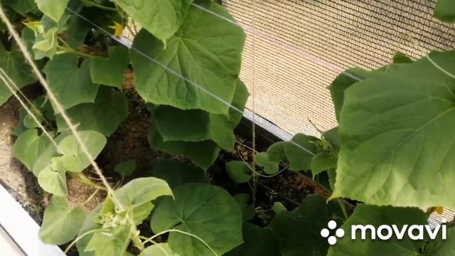 Аммиачный ожог листьев огурца?! Или просто жара.. смотреть онлайн