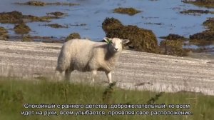 Значение имени Рафик. Толкование, судьба, характер