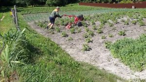 Окучивание картофеля дисковым окучником. Мотоблок Салют-100.