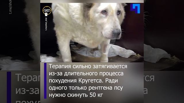 В Нижнем Новгороде выхаживают 100-килограммового бездомного пса по кличке Кругетс смотреть онлайн