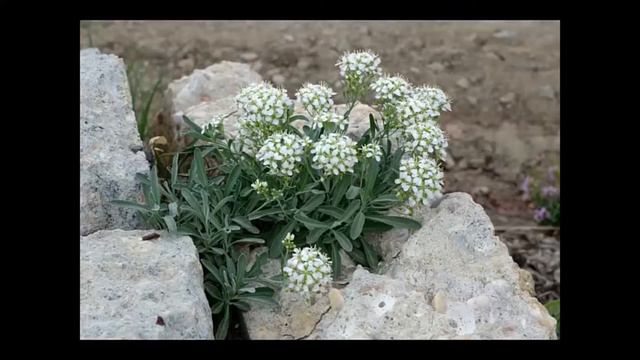 "A Crack Epidemic … Keeping Crevice-loving Plants High and Dry Using Recycled Concrete" смотреть онлайн