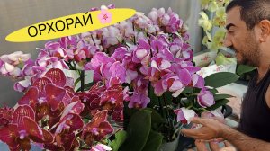 Самый Шикарный новый ЗАВОЗ ОРХИДЕЙ в теплице ОРХОРАЙ