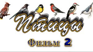 Птицы. Фильм 2 Birds. Movie 2