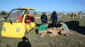 МОЛОДАЯ ЛЬВИЦА У САМОЛЕТА ! Крым Тайган