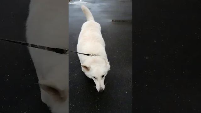 Swiss White Shepherd (Швейцарская белая овчарка) смотреть онлайн