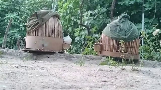 Голос птиц как поёт Каменная Куропатка (Кеклик) 2020. смотреть онлайн