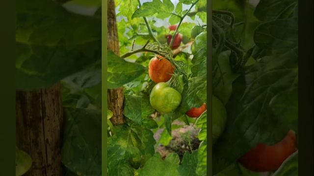 Лето. Дача. Цветы в огороде. смотреть онлайн