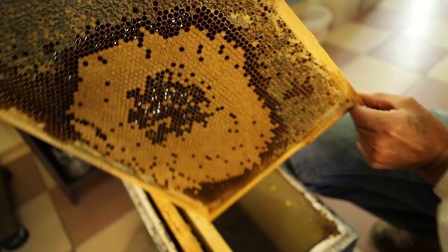 Подсадка #маток: 100% без потерь. Проверено @A2Apis смотреть онлайн