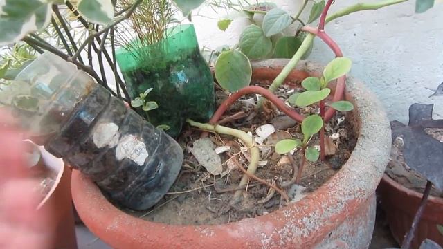 Best Evergreen Plant Legustrum | Golden Hedge | Hindi/Urdu смотреть онлайн