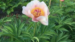 Пион NOSEGAY/Ноузгей